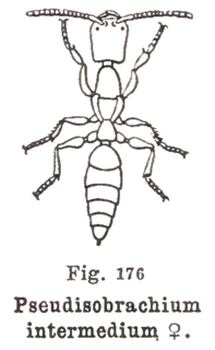 <i>Pseudisobrachium</i> genus of insects