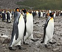 King Penguins at Salisbury Plain (5719466981).jpg