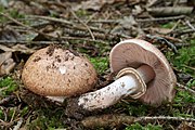 Fungi Schubbige boschampignon Agaricus silvaticus