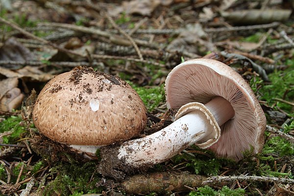 Шампиньоны съедобные фото. Шампиньон Лесной Благушка. Шампиньон Лесной (Agaricus sylvaticus). Шампиньон Эссета (Agaricus essettei). Гриб шампиньон Лесной Благушка Agaricus silvaticus.