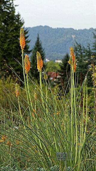 <i>Kniphofia galpinii</i> Species of plant in the genus Kniphofia