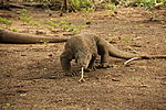 Vignette pour Parc national de Komodo