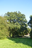 Oaks at the bleach pond