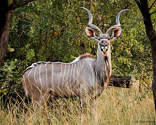 <span class="mw-page-title-main">Kudu</span> Two species of antelope of the genus Tragelaphus