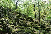 Löbauer Berg scree mező