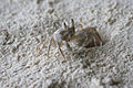 Crabe sur une plage de La Digue