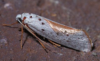 <i>Lactura</i> Genus of moths