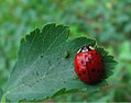 Ladybug And Aphid (9438720000).jpg