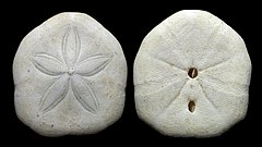 File:Laganum laganum.jpg (Category:Echinoderms of Vanuatu)