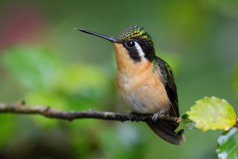 File:Lampornis calolaemus Santa Elena.JPG