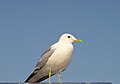 Larus canus (Laridae) Common gull