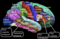 Orbital part of inferior frontal gyrus