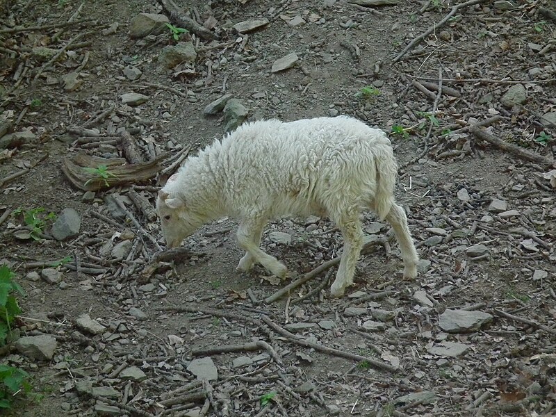 File:Laufendes Skuddenlamm Bergtierpark Erlenbach.JPG