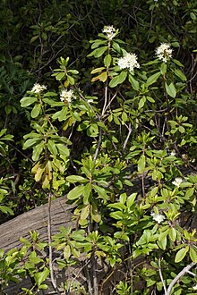 Ledum glandulosum 7490.JPG