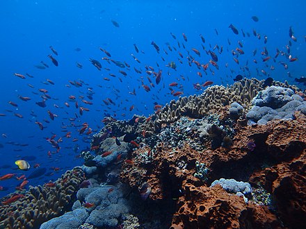 Coral reef at Nusa Lembongan, Bali, Indonesia
