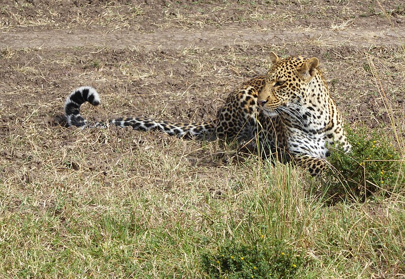 File:Leopard 24 BG.jpg