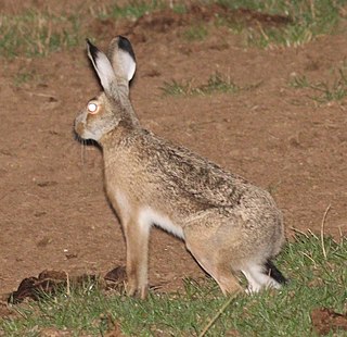 Broom hare Species of mammal