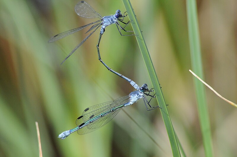 File:Lestes macrostigma.jpg