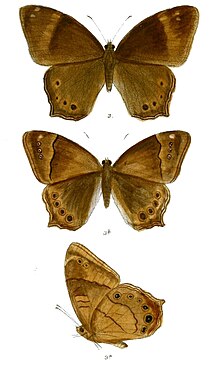 Lethe serbonis 80 3.jpg