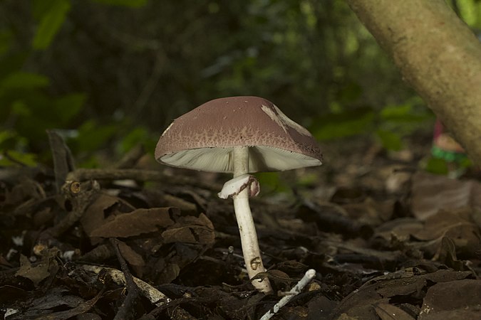 Leucoagaricus lilaceus (especie continental)