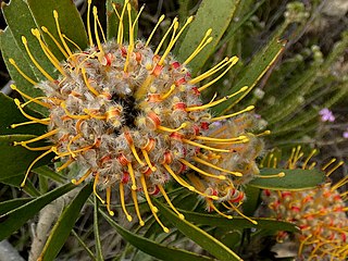 <i>Leucospermum truncatum</i> Species of shrub in the family Proteaceae endemic to South Africa