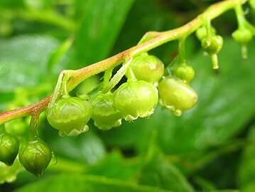 花冠は下向きで色は淡緑白色。