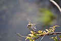 Libelle - panoramio (1).jpg