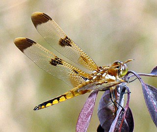 <i>Libellula semifasciata</i> Species of dragonfly