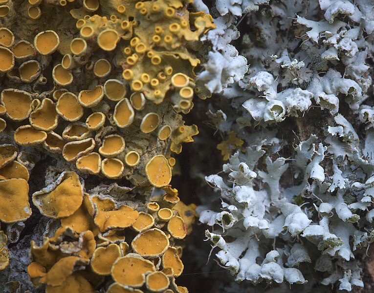 File:Lichens (50765141878).jpg