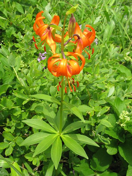 File:Lilium medeoloides 2.JPG