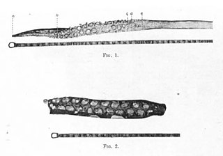 Limbs of giant squid, 1933.jpg