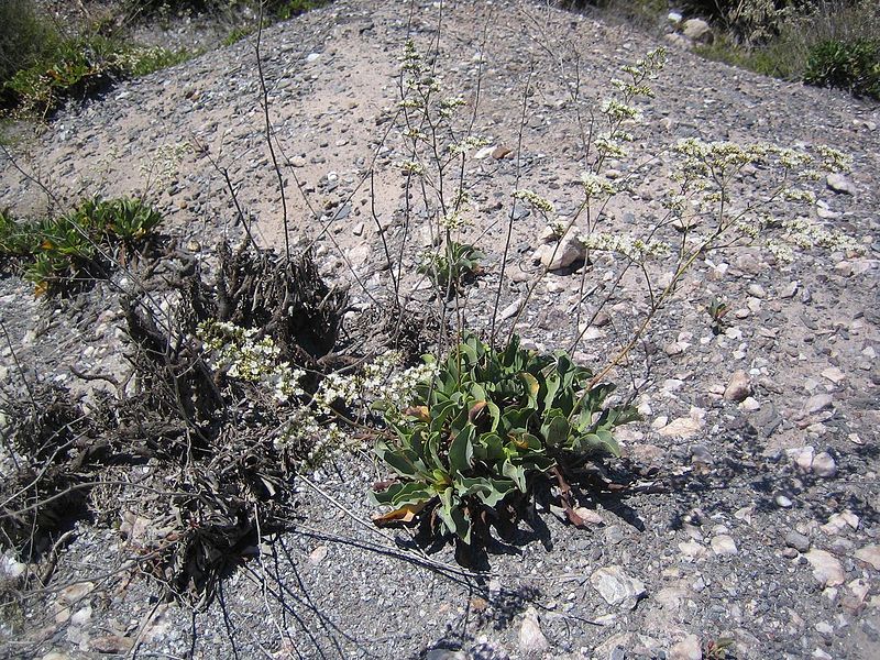 File:Limonium cossonianum.JPG