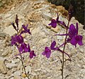 Linaria elegans (Espagne)