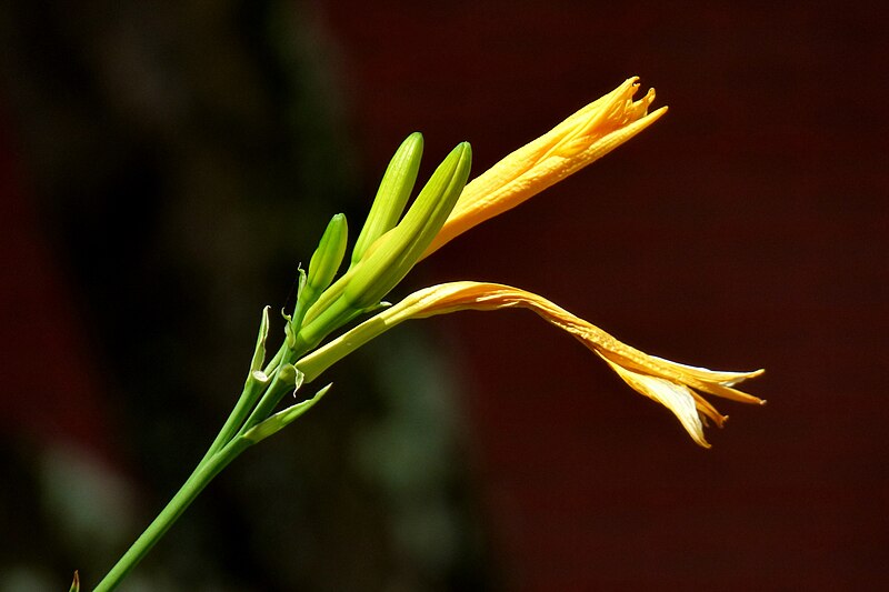 File:Lirio amarillo - Azucena amarilla (Hemerocallis lilioasphodelus) (14436034073).jpg