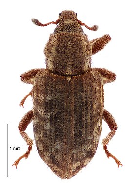 Listronotus bonariensis