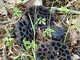 Empty seed pods