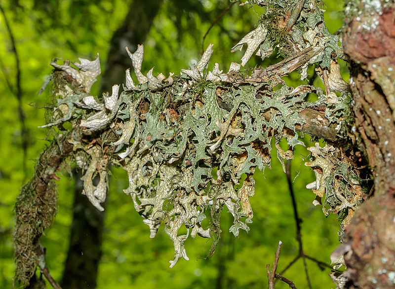 File:Lobaria pulmonaria 05.jpg