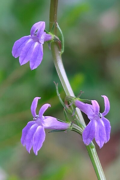 File:Lobelia urens flower (18).jpg