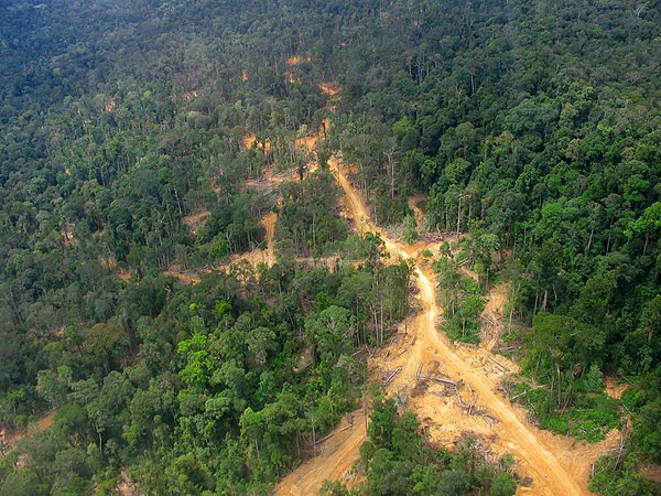 Logging road in East Kalimantan: logged forest on the left, primary forest on the right
