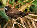 Dusky munia