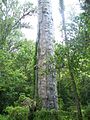 The Big Senator cypress, in Big Tree Park, in Longwood, Florida