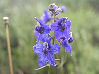 Delphinium nuttallianum