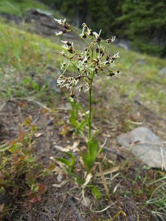 <i>Luzula hitchcockii</i> Species of flowering plant in the rush family Juncaceae