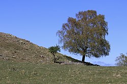 Lyadalens naturreservat 2020-1.jpg