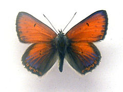 Male, recto