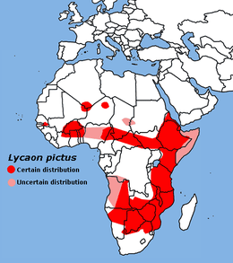 Az afrikai vadkutya elterjedése. Vörös: biztos előfordulás Rózsaszín: lehetséges előfordulás