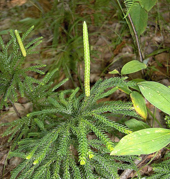 File:Lycopodium obscurum (homeredwardprice) 002.jpg