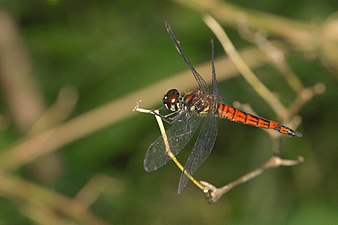 Little Bloodtail Lyriothemis acigastra male