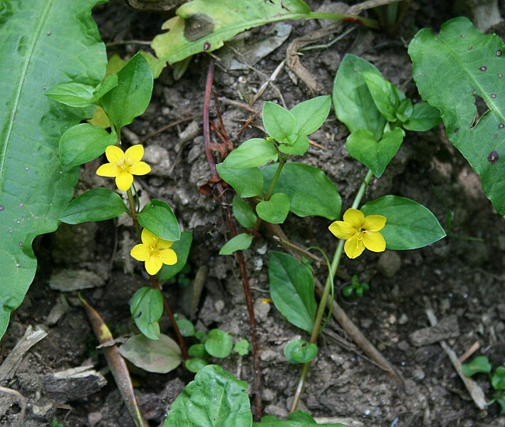 File:Lysimachia nemorum.jpg