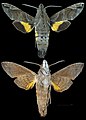 Macroglossum prometheus